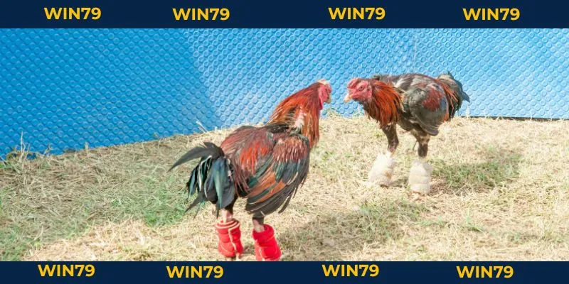 Lối Gà Chọi Hay Nhất