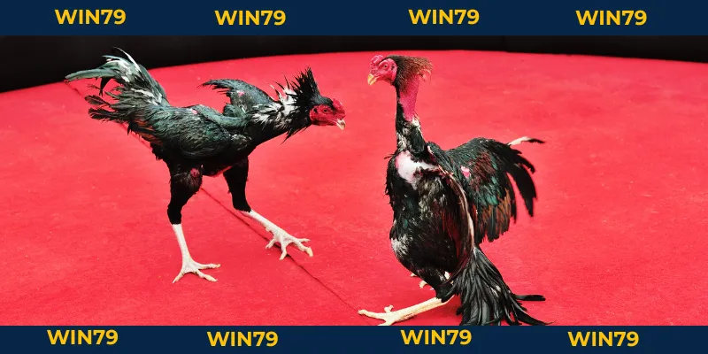 Cách Chấp Tiền Gà Chọi