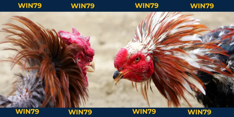 Cách Chấp Tiền Gà Chọi