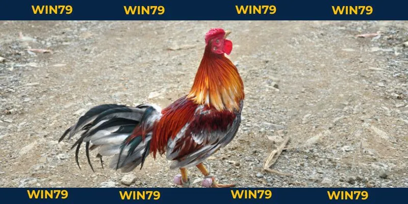 Lối Gà Chọi Hay Nhất