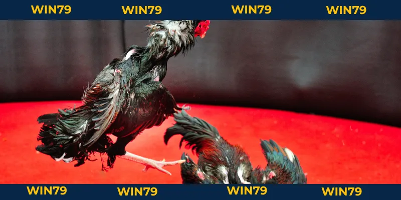 Vảy Gà Tam Tài Tứ Quý