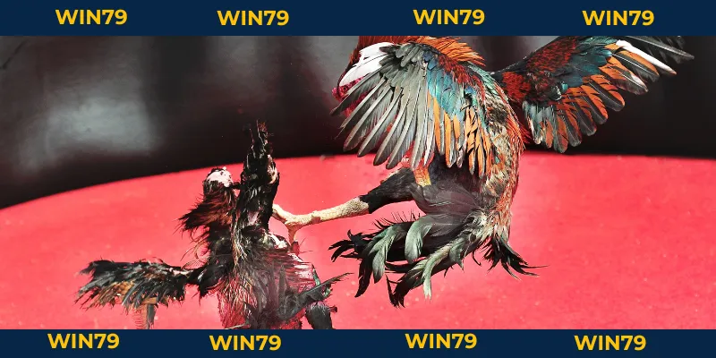 Cách Chấp Tiền Gà Chọi