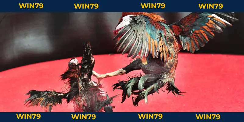 Đá Gà Chọi Thomo