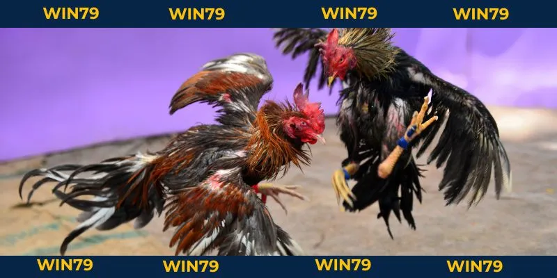 Lối Gà Chọi Hay Nhất