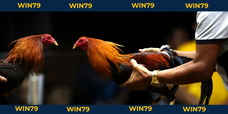 Vảy Gà Tam Tài Tứ Quý