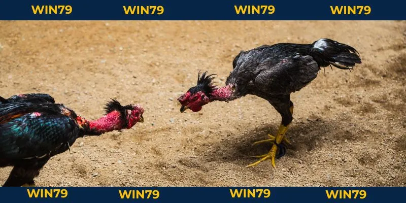 Lối Gà Chọi Hay Nhất