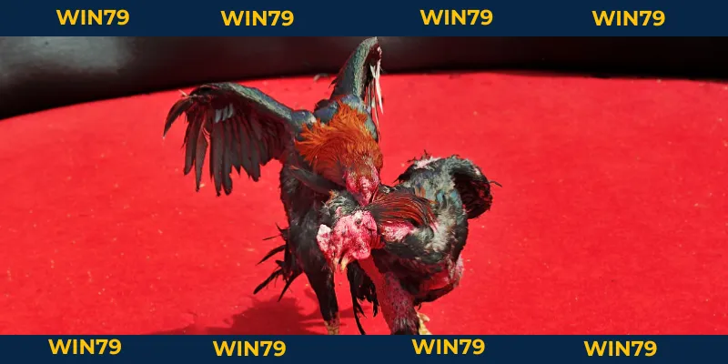 Đá Gà Chọi Thomo