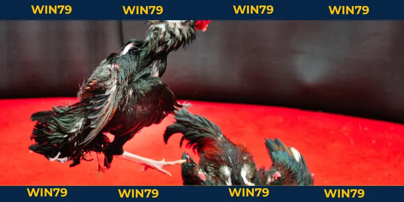 Đá Gà Chọi Thomo