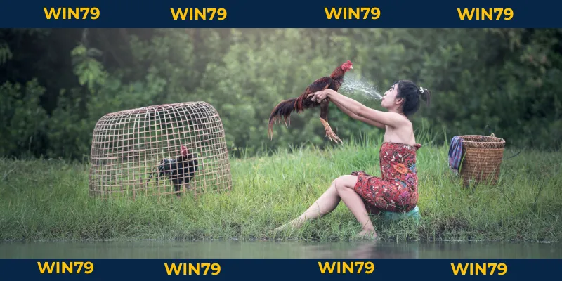 Vảy Gà Huyền Trâm