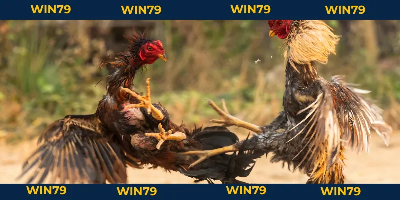 Vảy Gà Tam Tài Tứ Quý